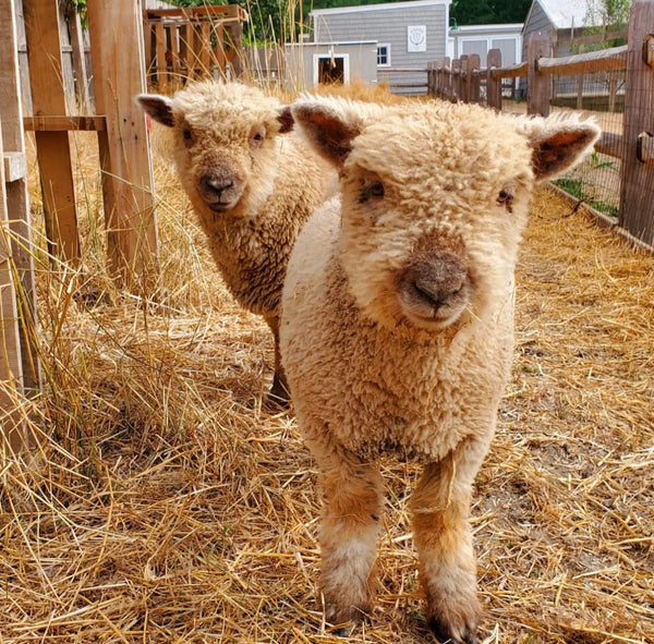 ALL ABOUT SHEEP - FOR AGES 4-7 ON TUESDAY, SEPTEMBER 26TH @ 4:30PM